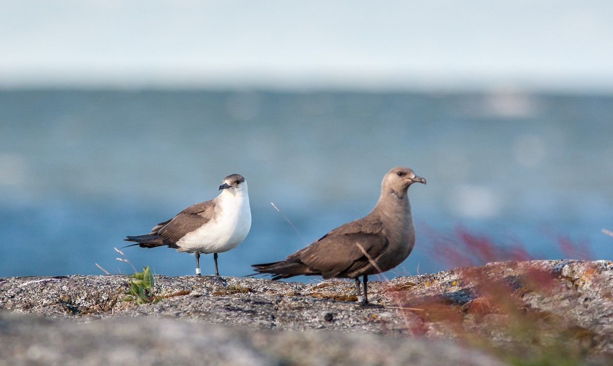 Parasitic Jaeger - ML626795564