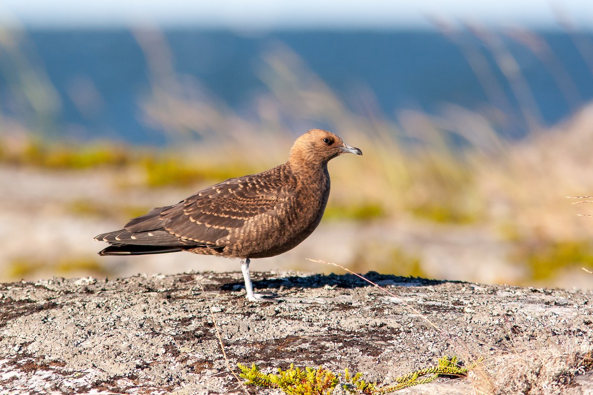 Parasitic Jaeger - ML626795565