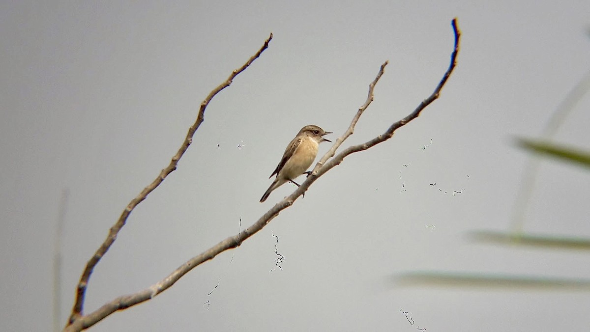 Siberian Stonechat - ML626795649