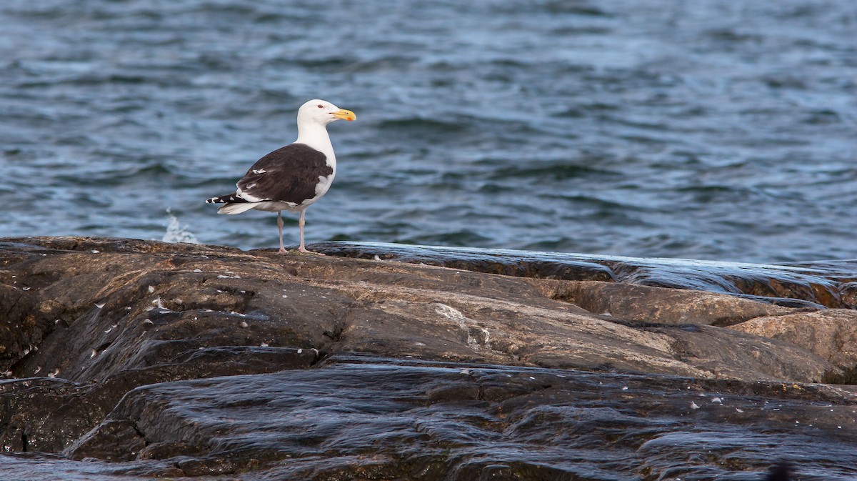 Great Black-backed Gull - ML626795746