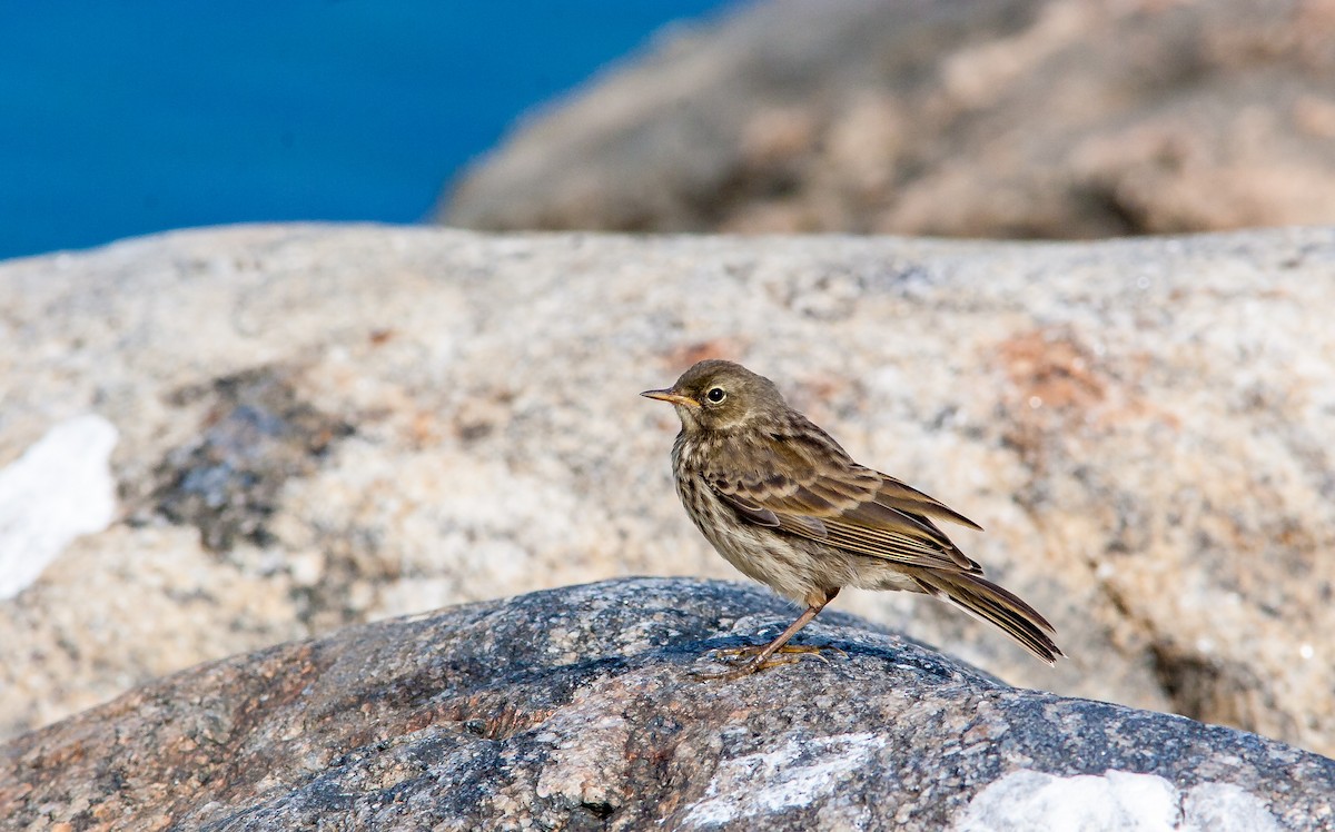 Rock Pipit - ML626795751