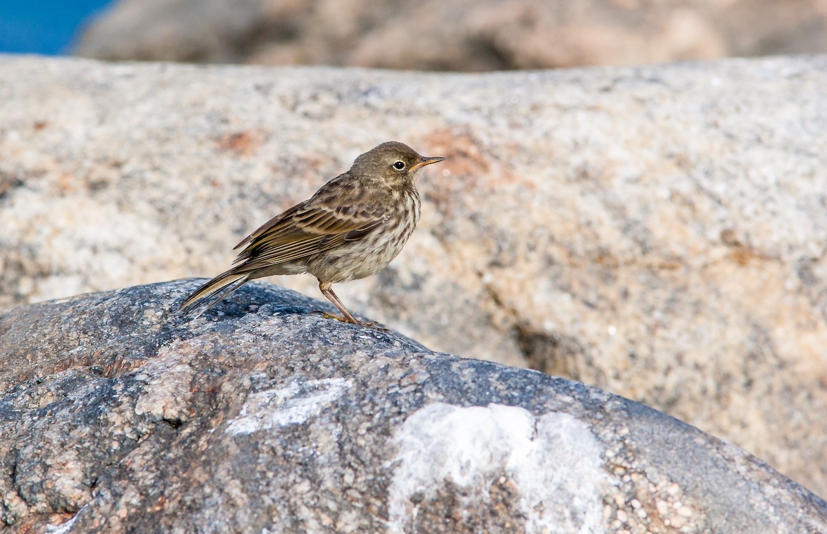 Rock Pipit - ML626795752