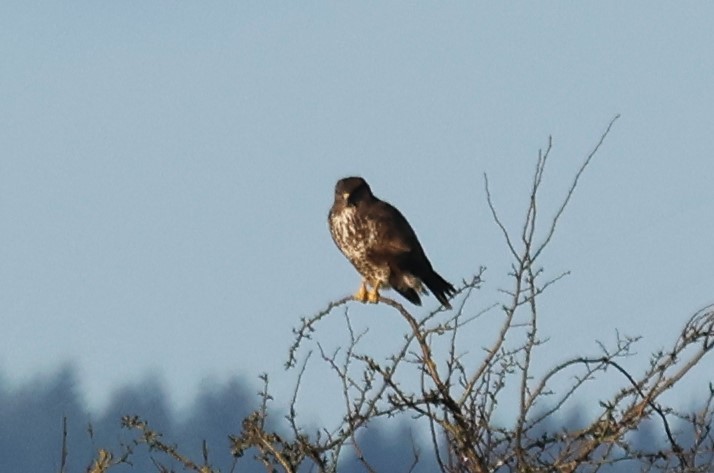 Buse variable - ML626795773