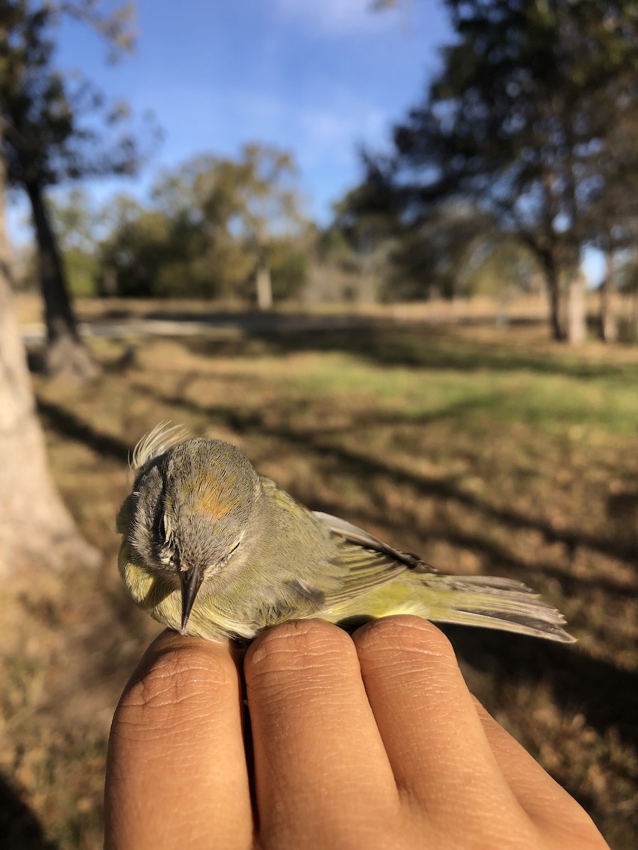 Orange-crowned Warbler - ML626795777