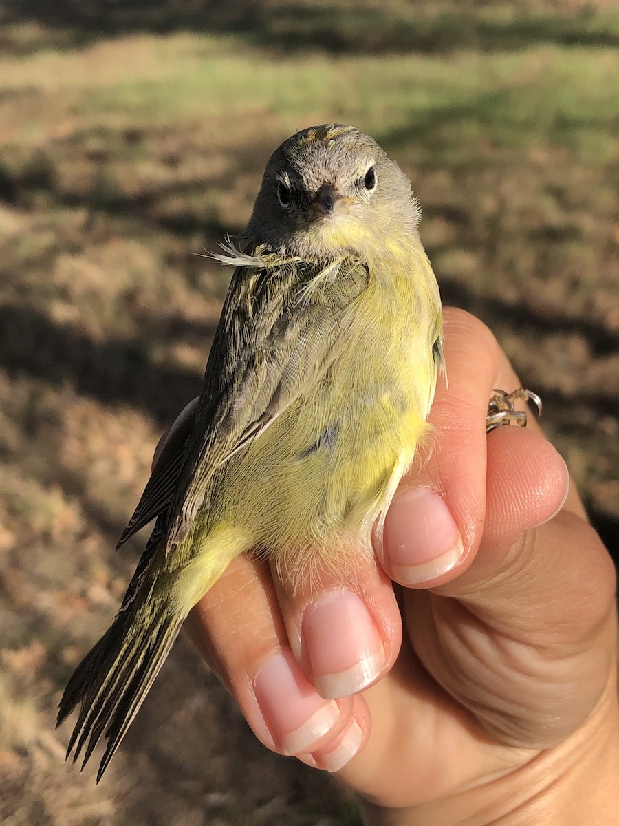 Orange-crowned Warbler - ML626795778