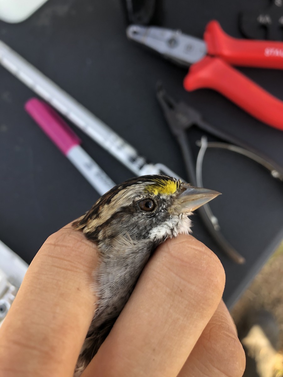 White-throated Sparrow - ML626795800