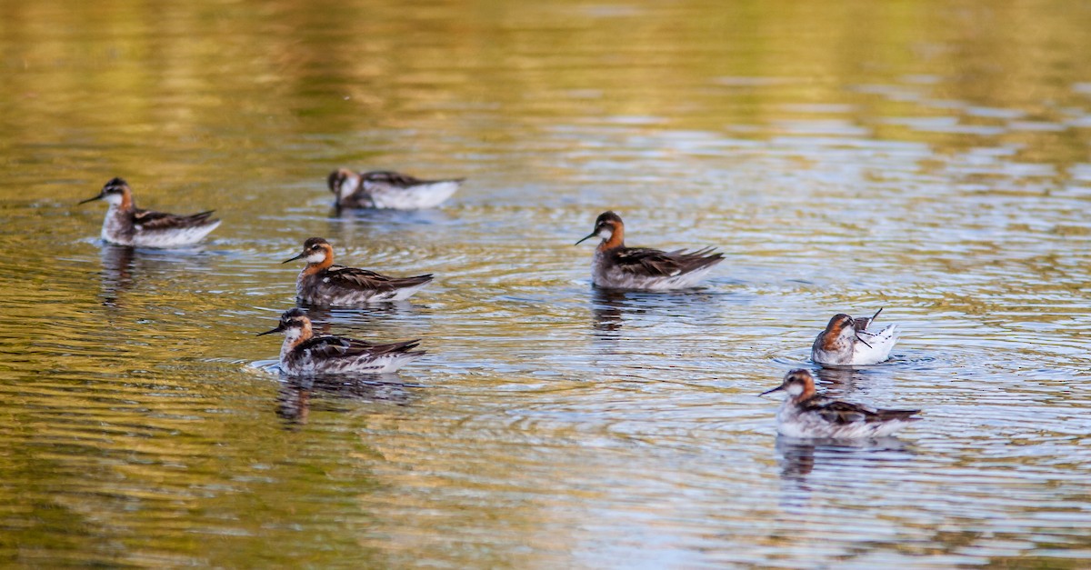 Red-necked Phalarope - ML626795806