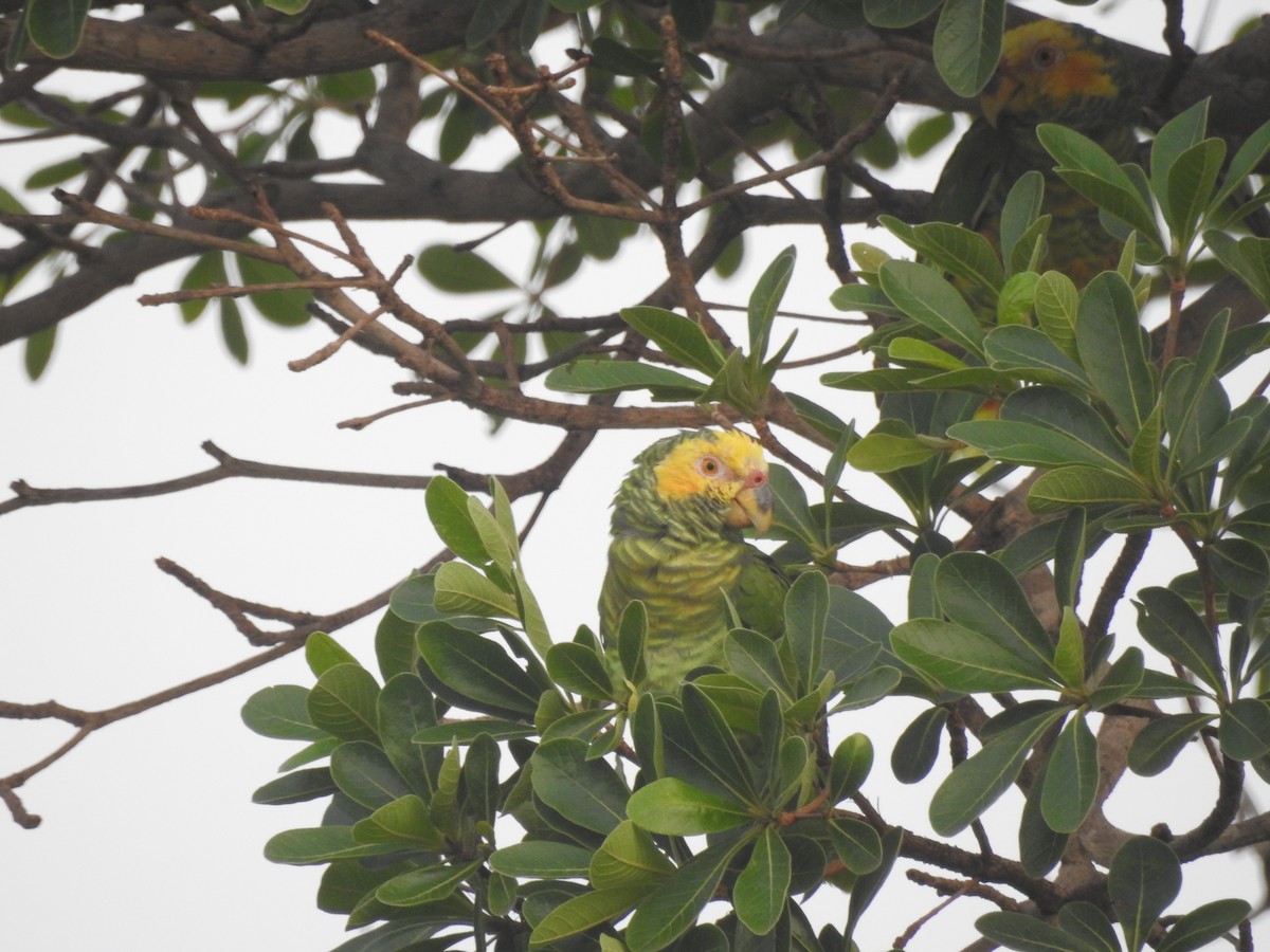 Yellow-faced Parrot - ML626795808