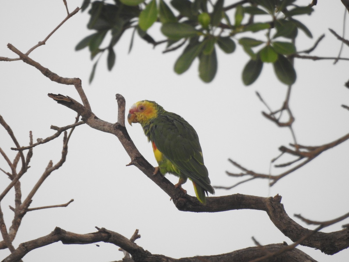 Yellow-faced Parrot - ML626795809