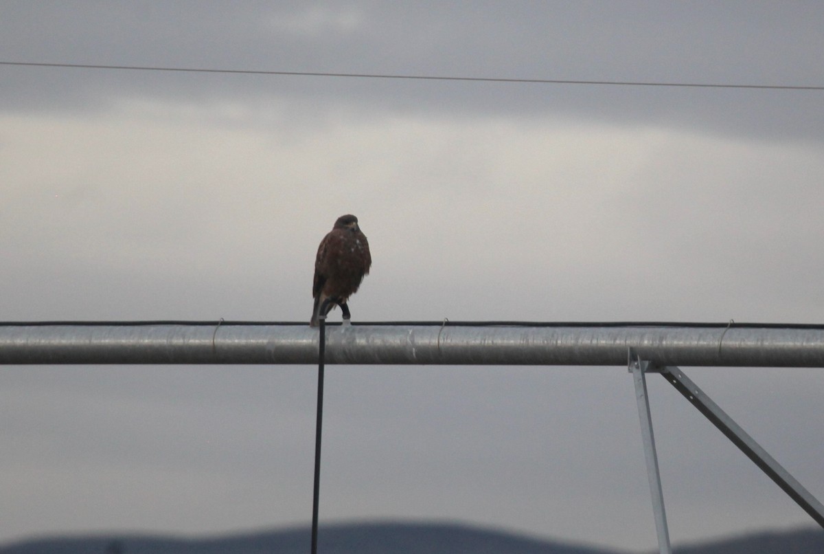 Ferruginous Hawk - ML626795815