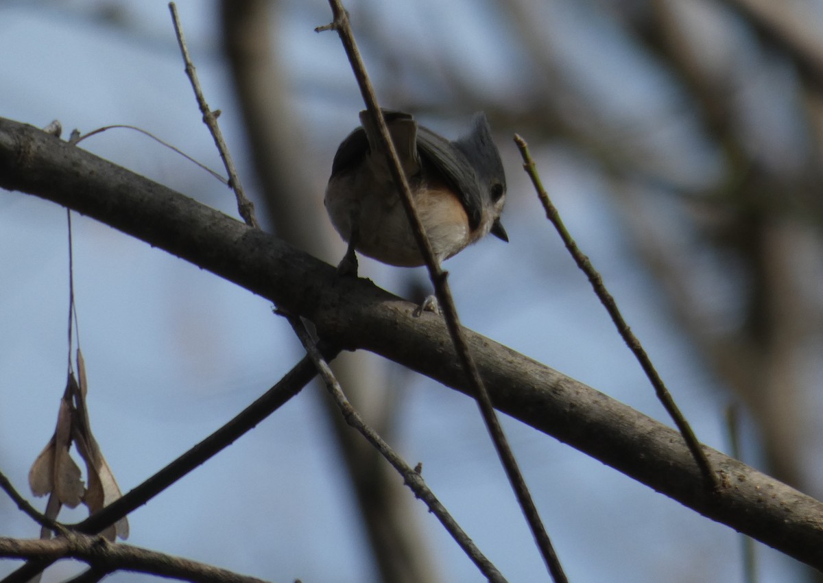 Tufted Titmouse - ML626795822