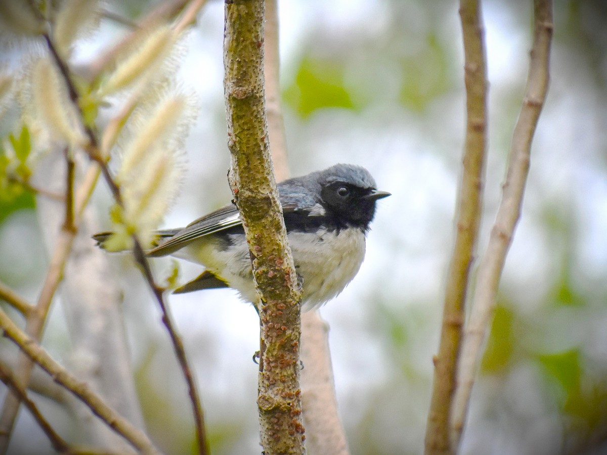 Black-throated Blue Warbler - ML626795823