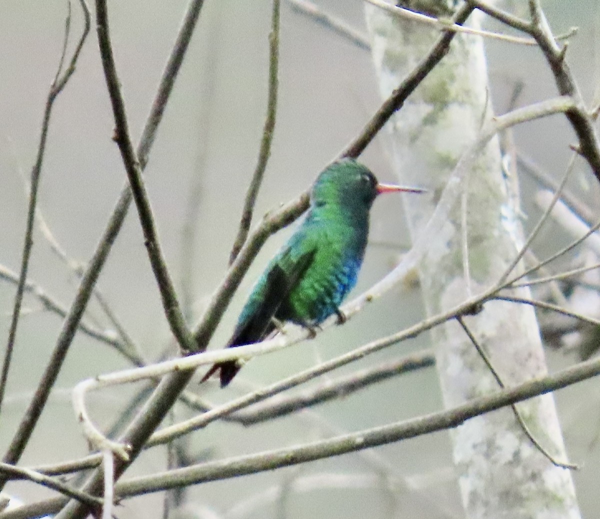 Glittering-bellied Emerald - ML626795824