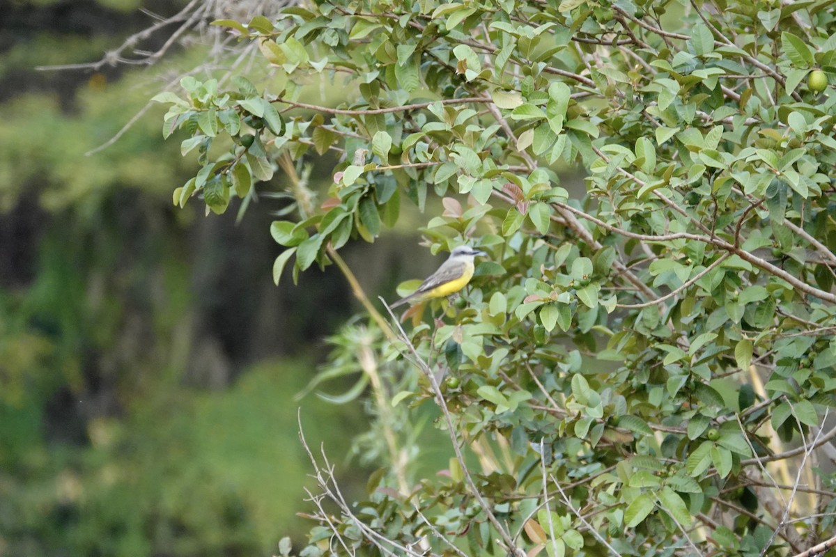 Tropical Kingbird - ML626795825