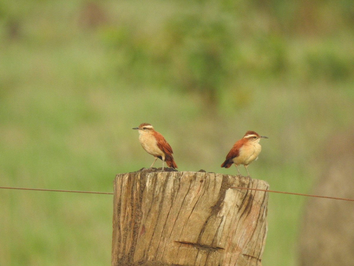 Wing-banded Hornero - ML626795827