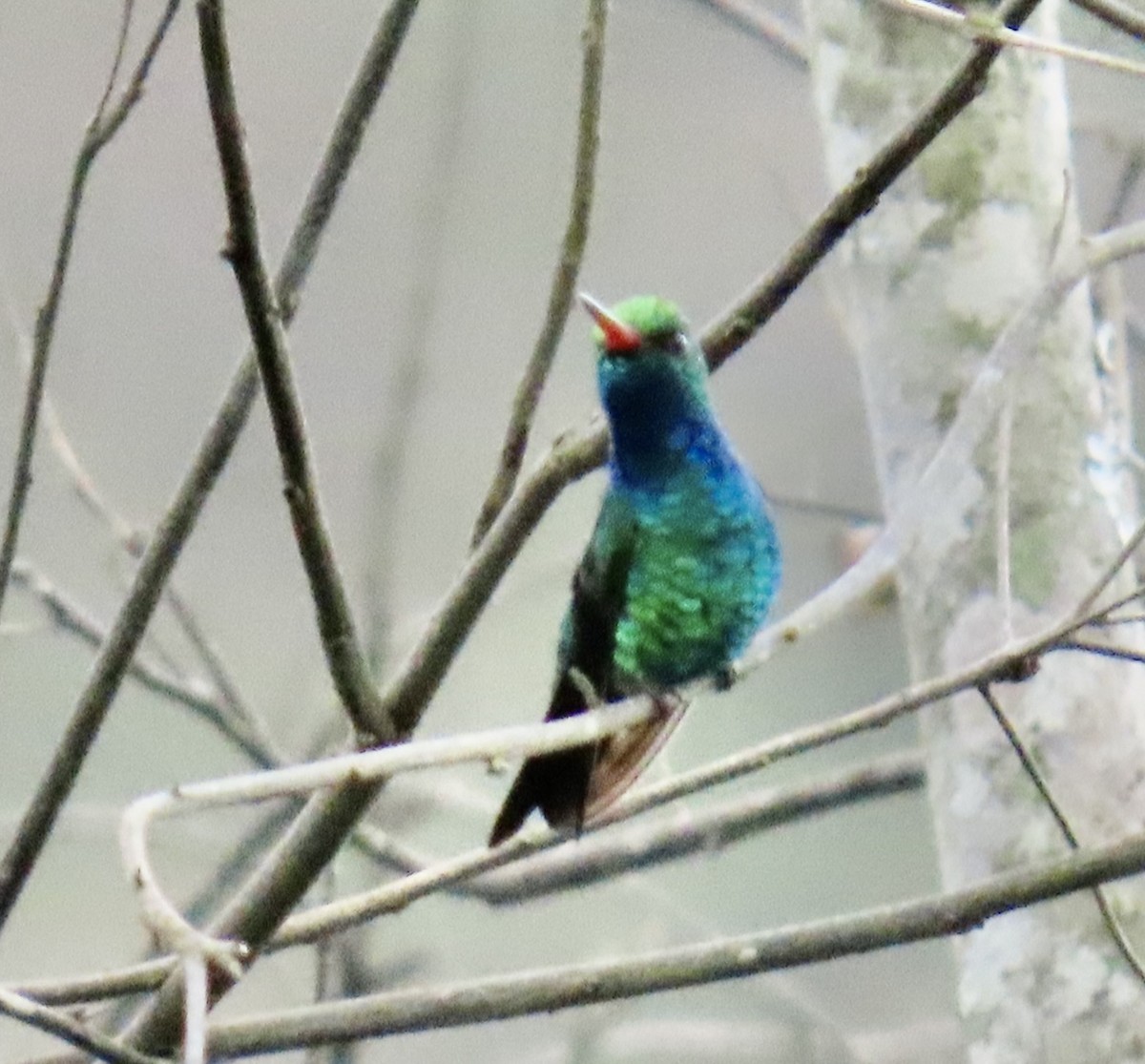 Glittering-bellied Emerald - ML626795828