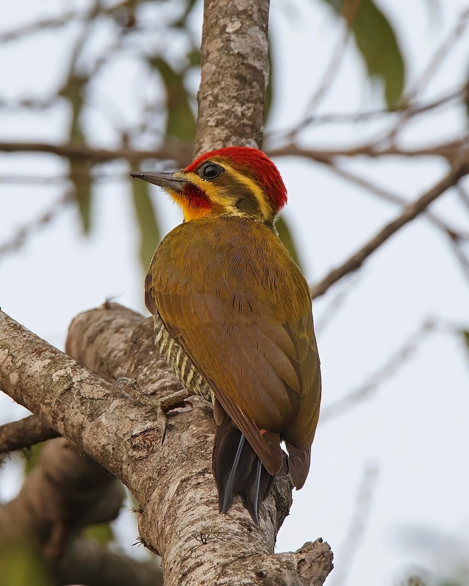 White-browed Woodpecker - ML626795829