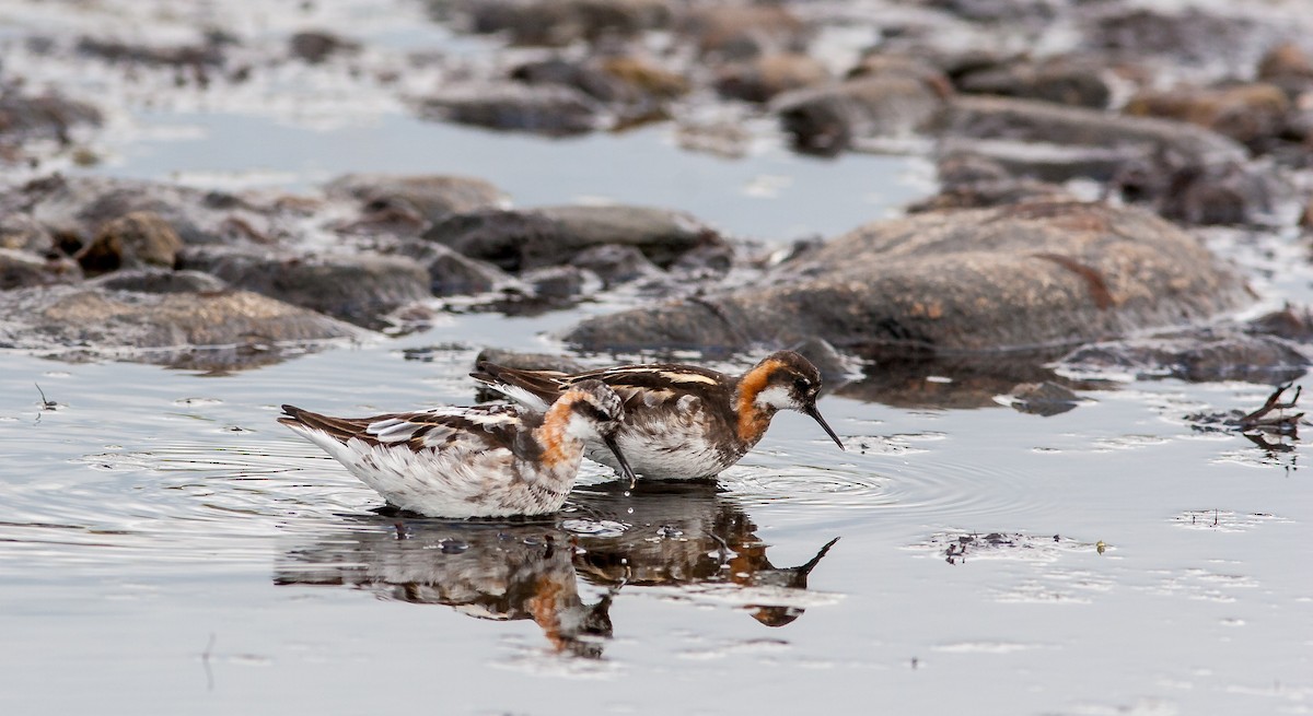 Red-necked Phalarope - ML626795864