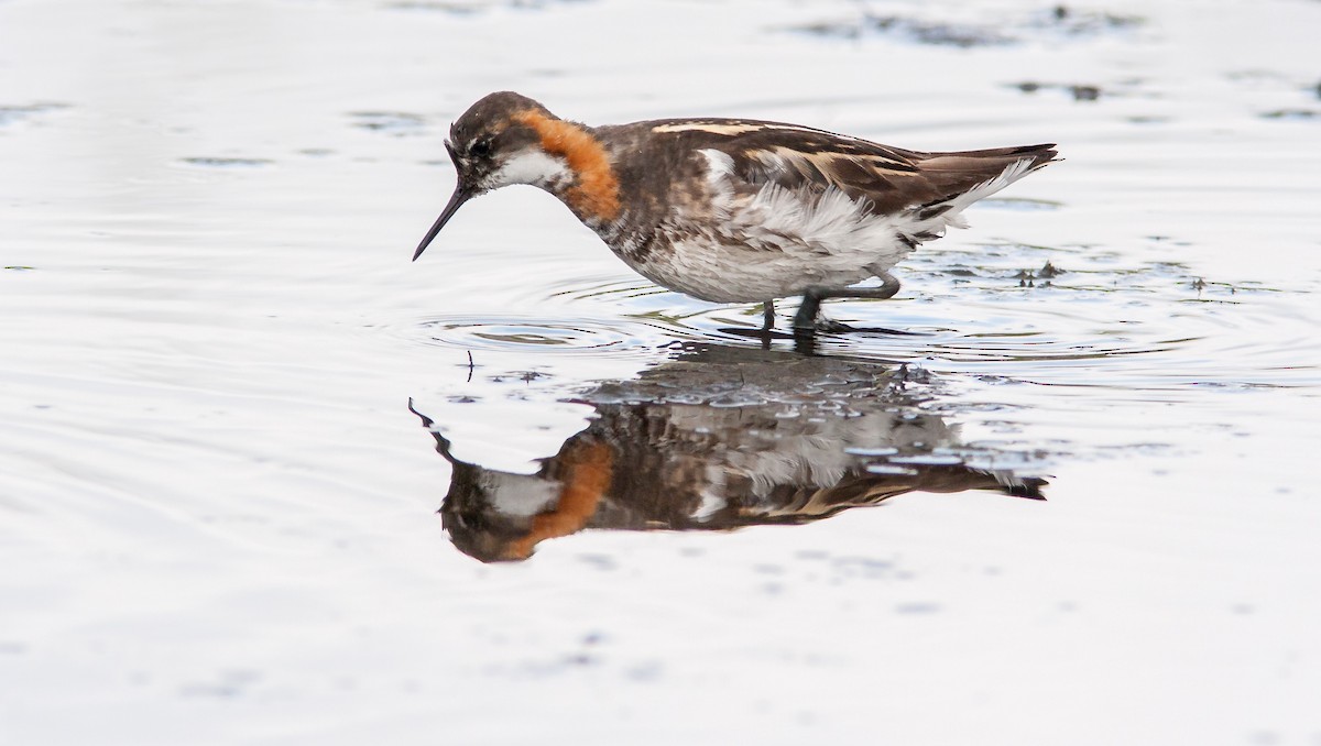 Red-necked Phalarope - ML626795865