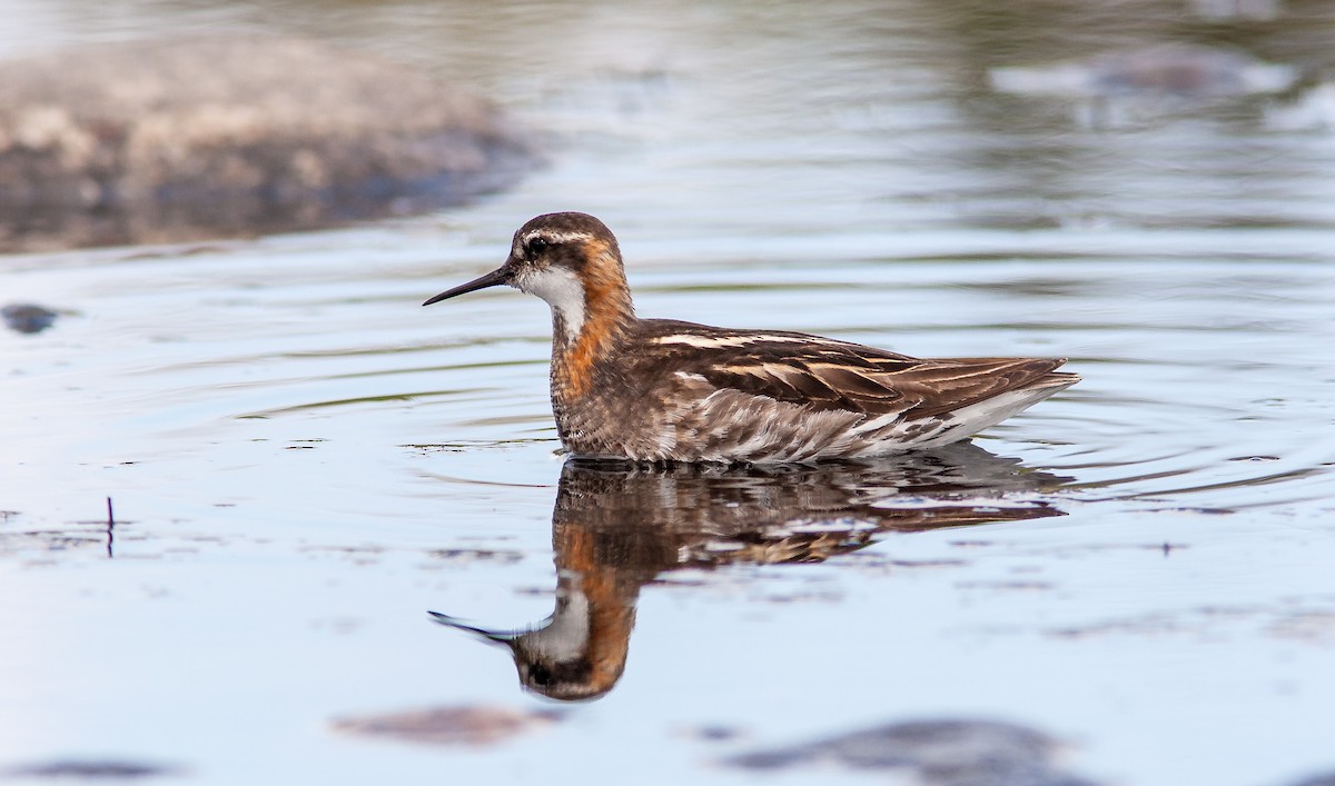 Red-necked Phalarope - ML626795866