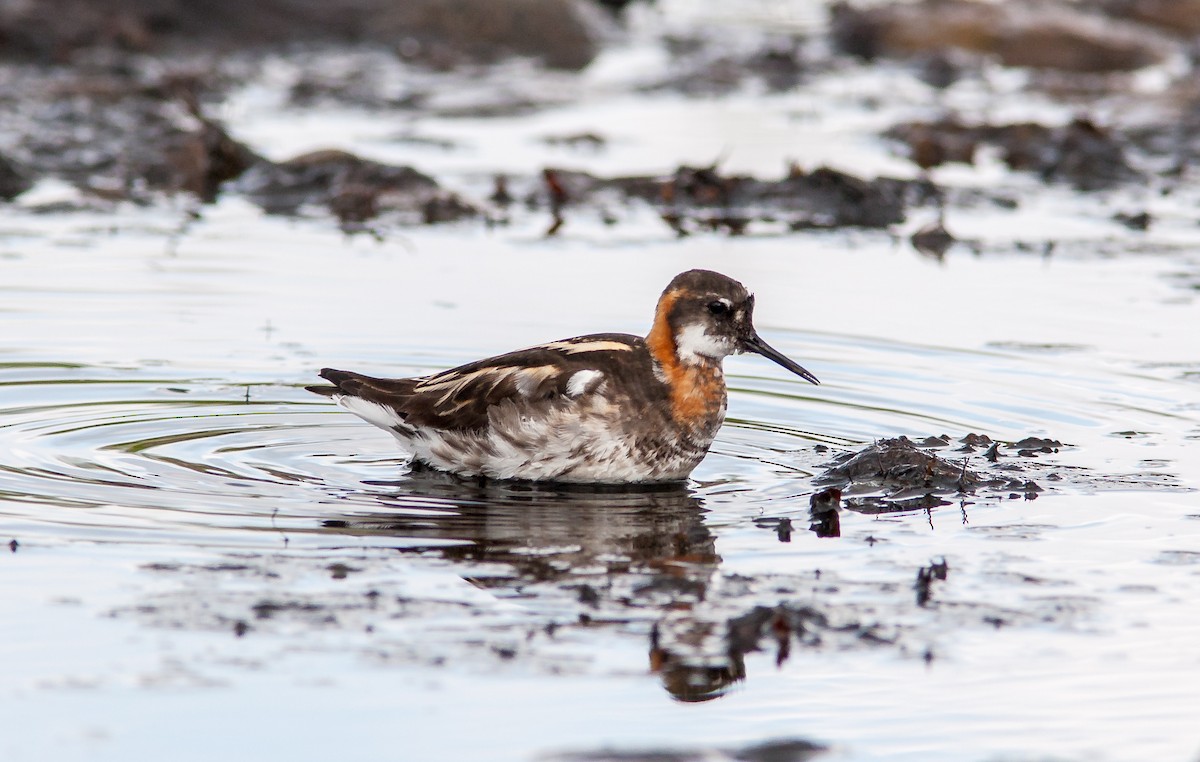 Red-necked Phalarope - ML626795867
