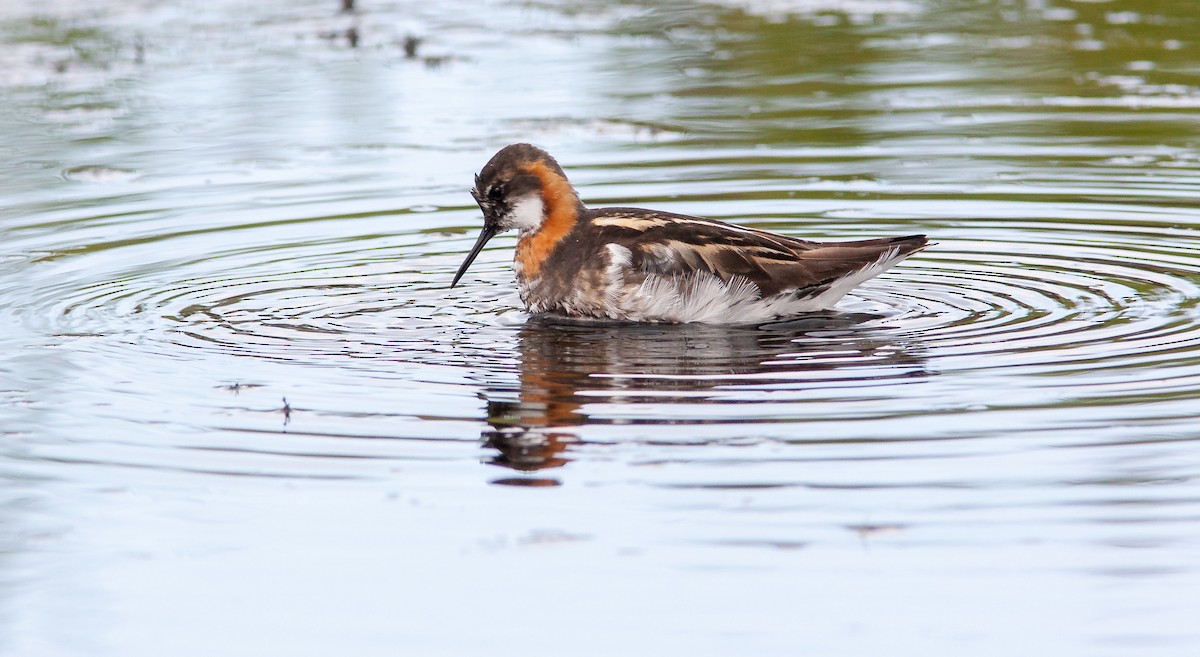 Red-necked Phalarope - ML626795868