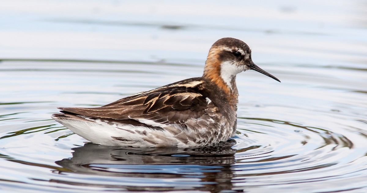 Red-necked Phalarope - ML626795869