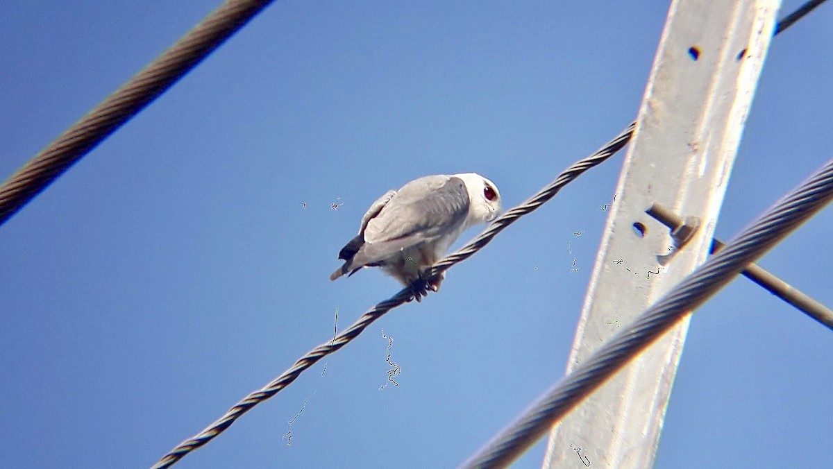 Black-winged Kite - ML626795871