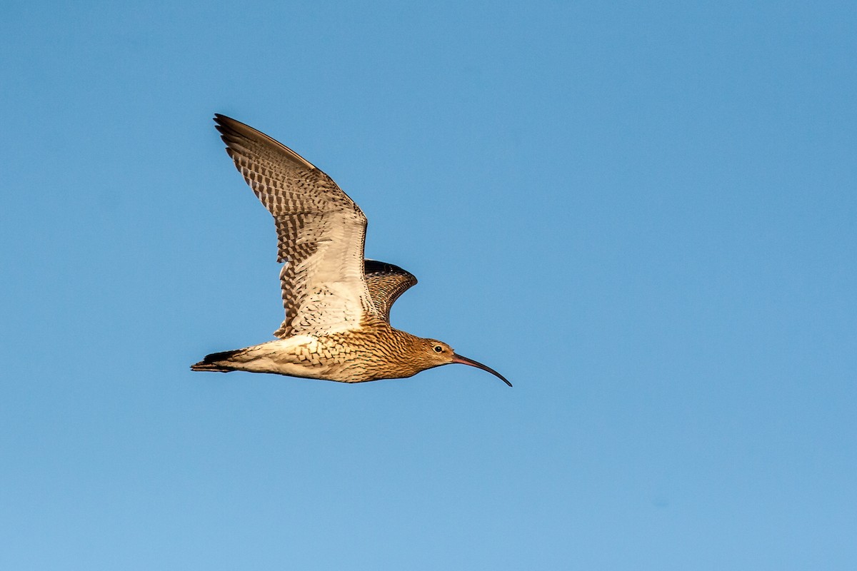 Eurasian Curlew - ML626795916