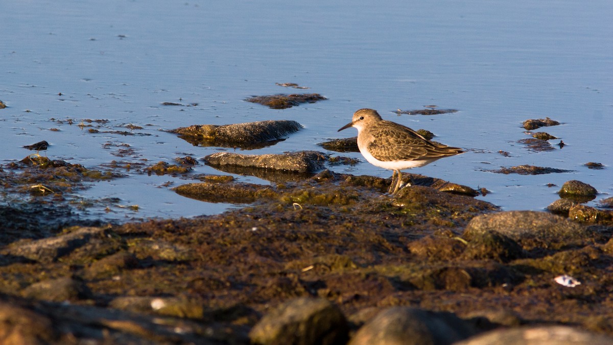 Temminck's Stint - ML626796047