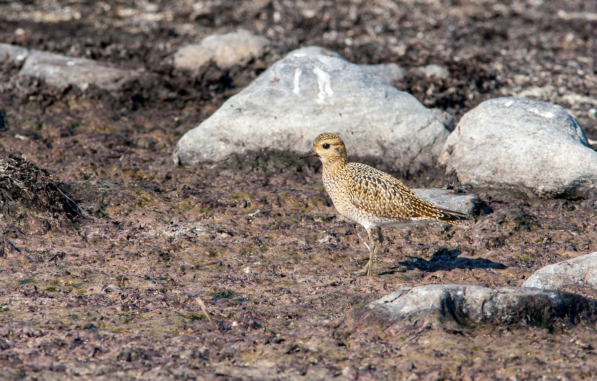European Golden-Plover - ML626796053