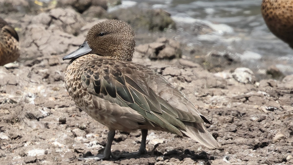 Andean Teal - ML626796058