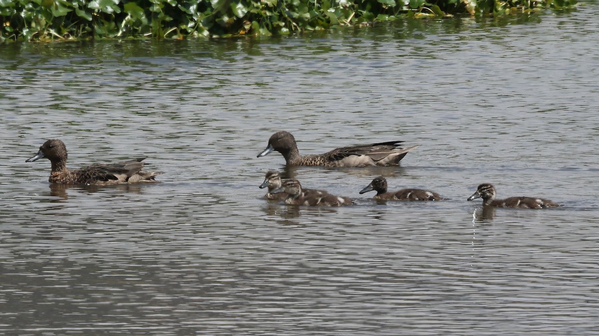 Andean Teal - ML626796059