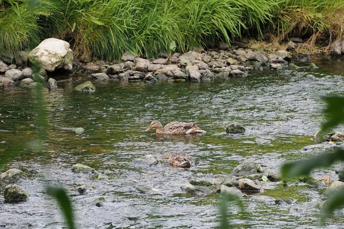 Canard colvert - ML626796073