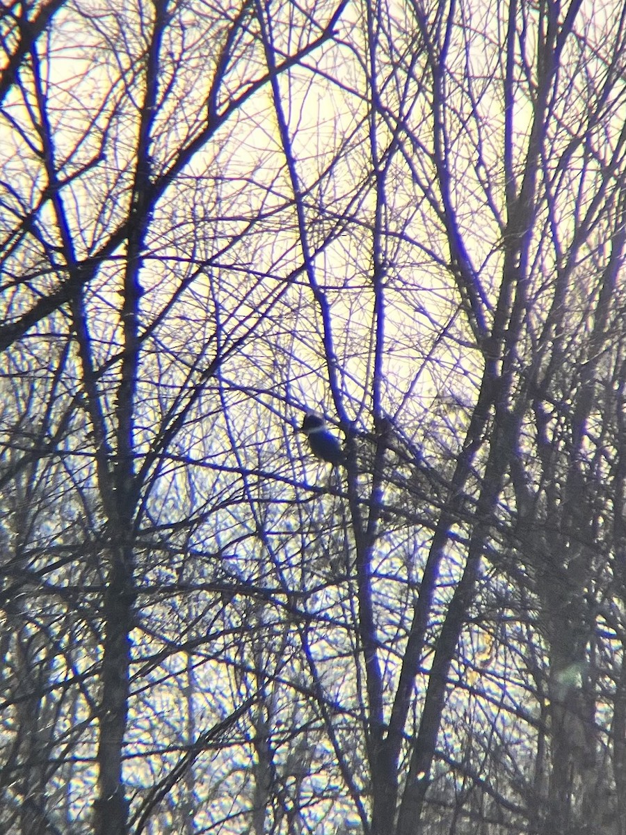 Belted Kingfisher - ML626796079