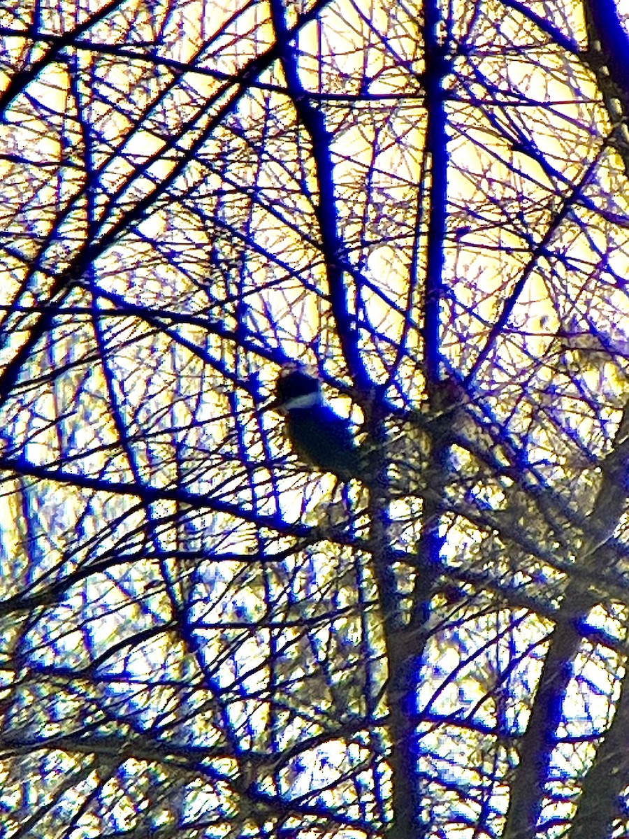 Belted Kingfisher - ML626796080