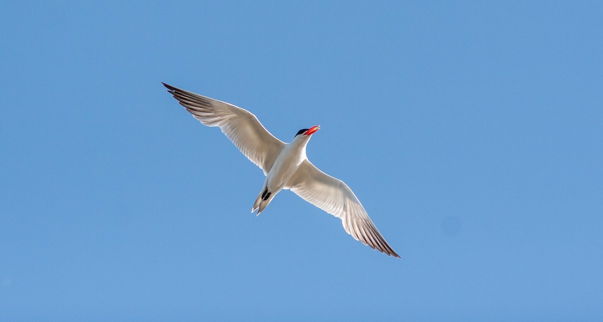 Caspian Tern - ML626796090
