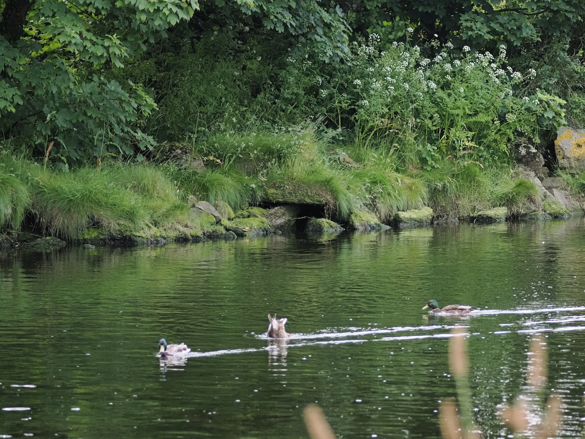 Canard colvert - ML626796103