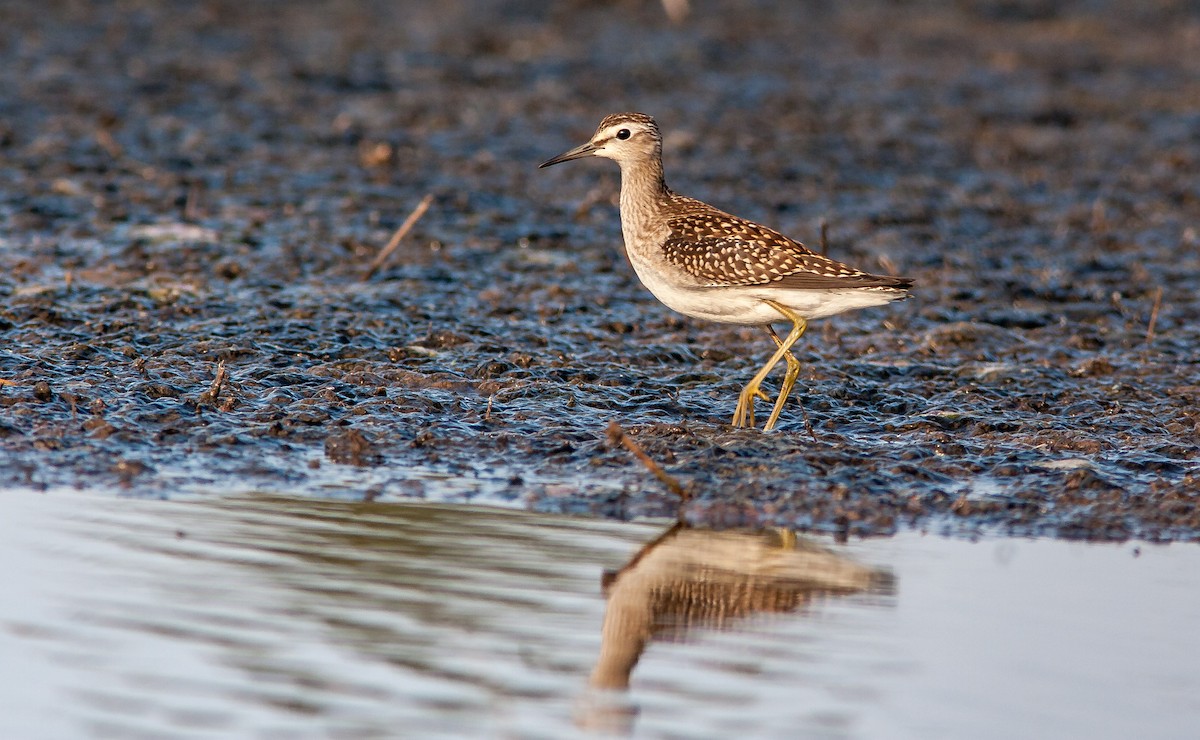 Wood Sandpiper - ML626796195