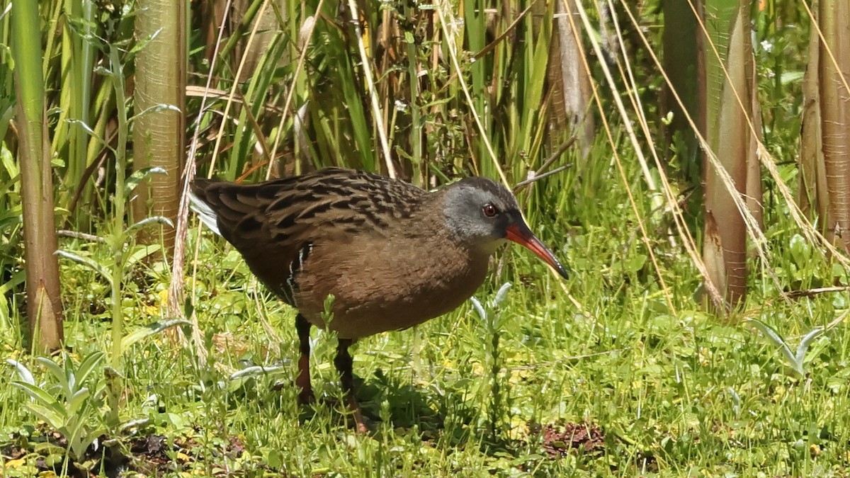 Rascón de Virginia (aequatorialis) - ML626796219