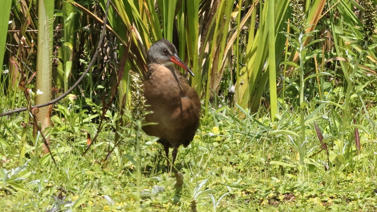 Rascón de Virginia (aequatorialis) - ML626796220