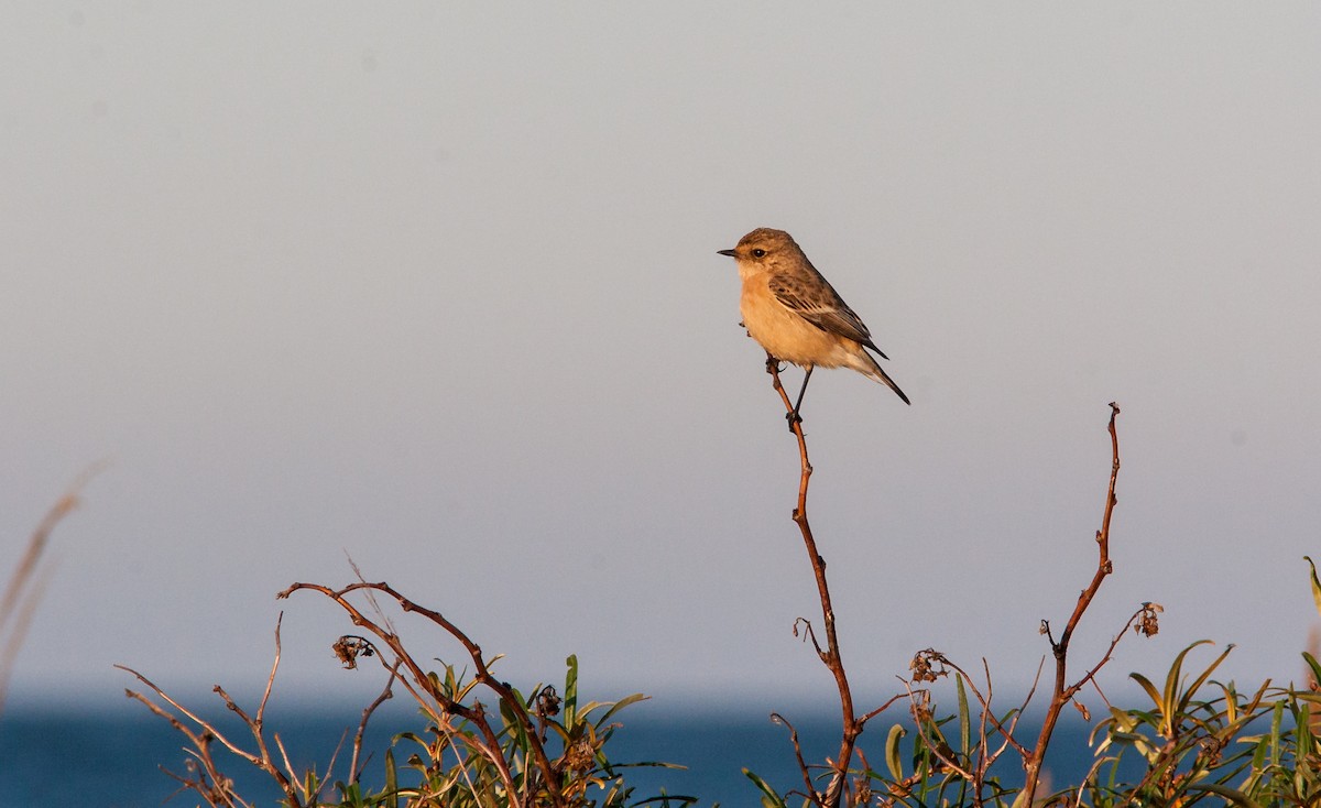 Siberian Stonechat - ML626796266
