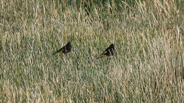 Black Siskin - ML626796314