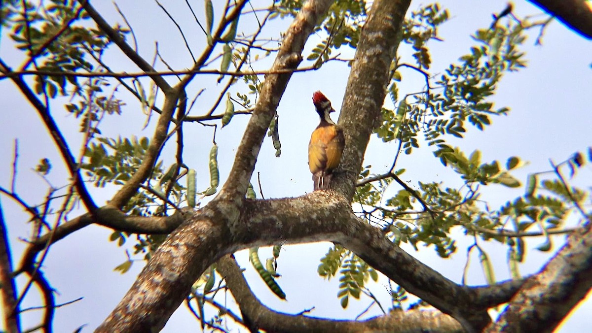 Black-rumped Flameback - ML626796315