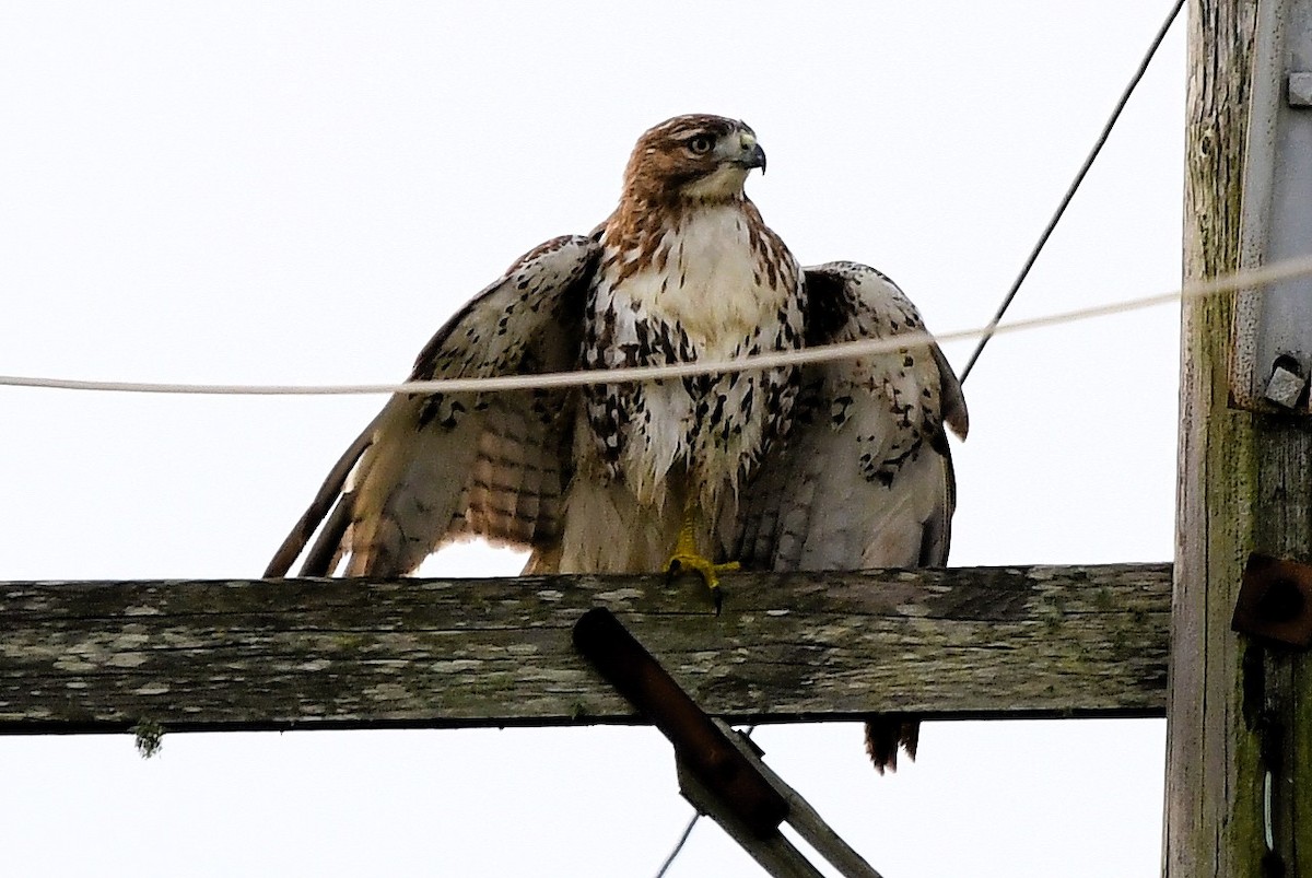 Rotschwanzbussard - ML626796368