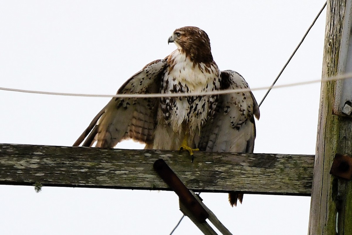 Rotschwanzbussard - ML626796369