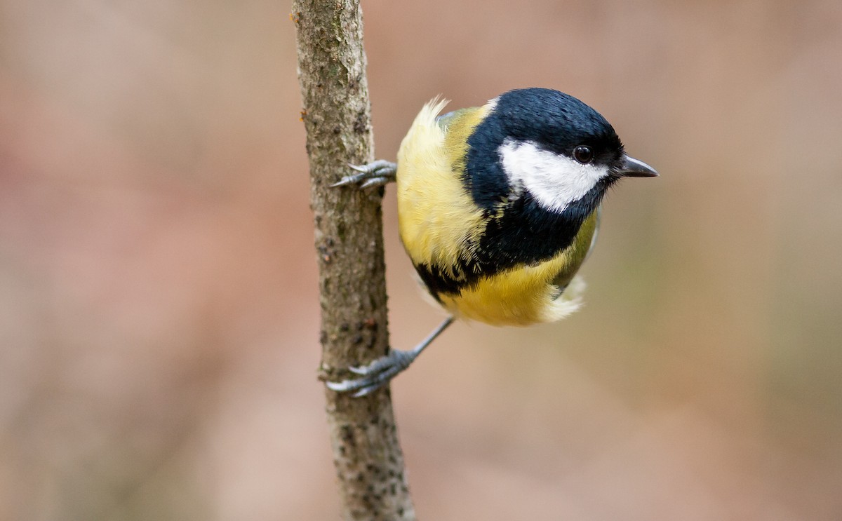 Great Tit - ML626796375