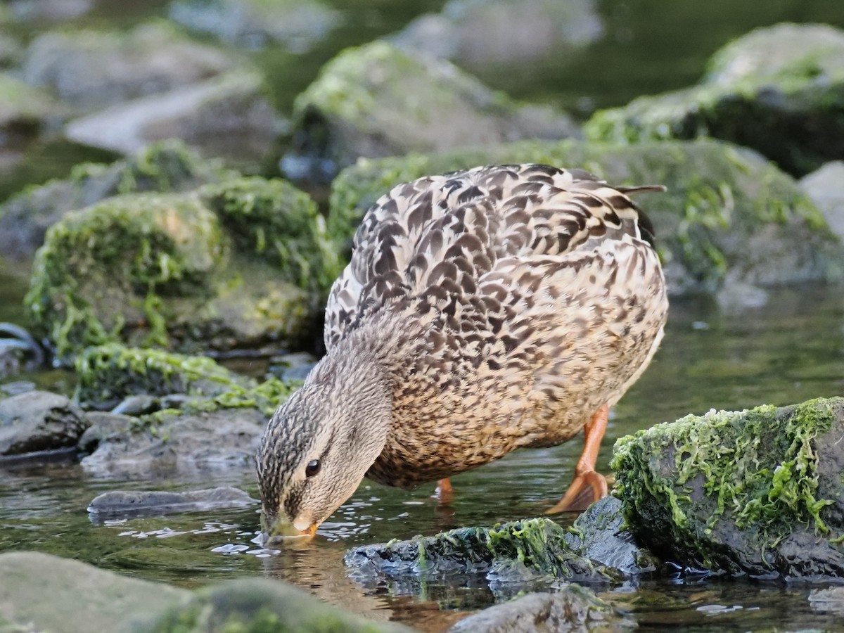 Canard colvert - ML626796438
