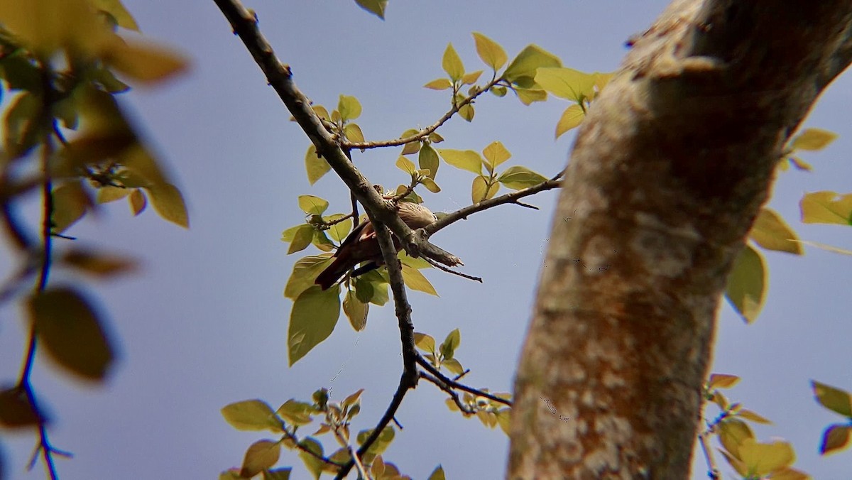 Chestnut-tailed Starling - ML626796443