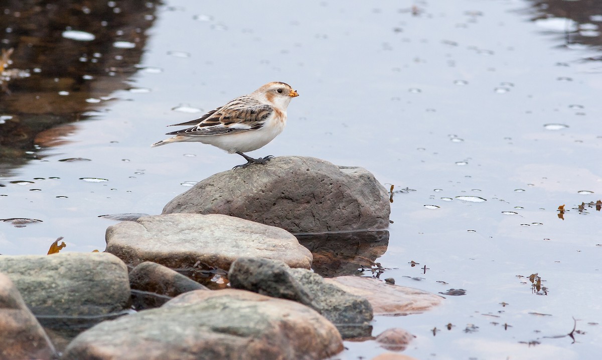 Snow Bunting - ML626796459